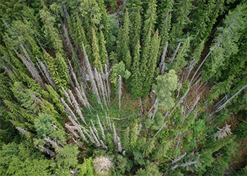 Свјетски дан шума у знаку Панчићеве оморике