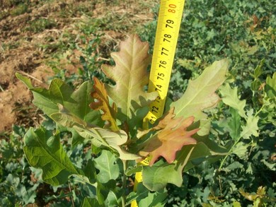 Uspješna realizacija projekta: Zasađene sadnice hras...